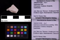 Foto (Objekt + Etiketten) von Gastrosacus tuberosiformis (Lorenthey, 1929) (NHMW-GEO-1990-0041-0358)